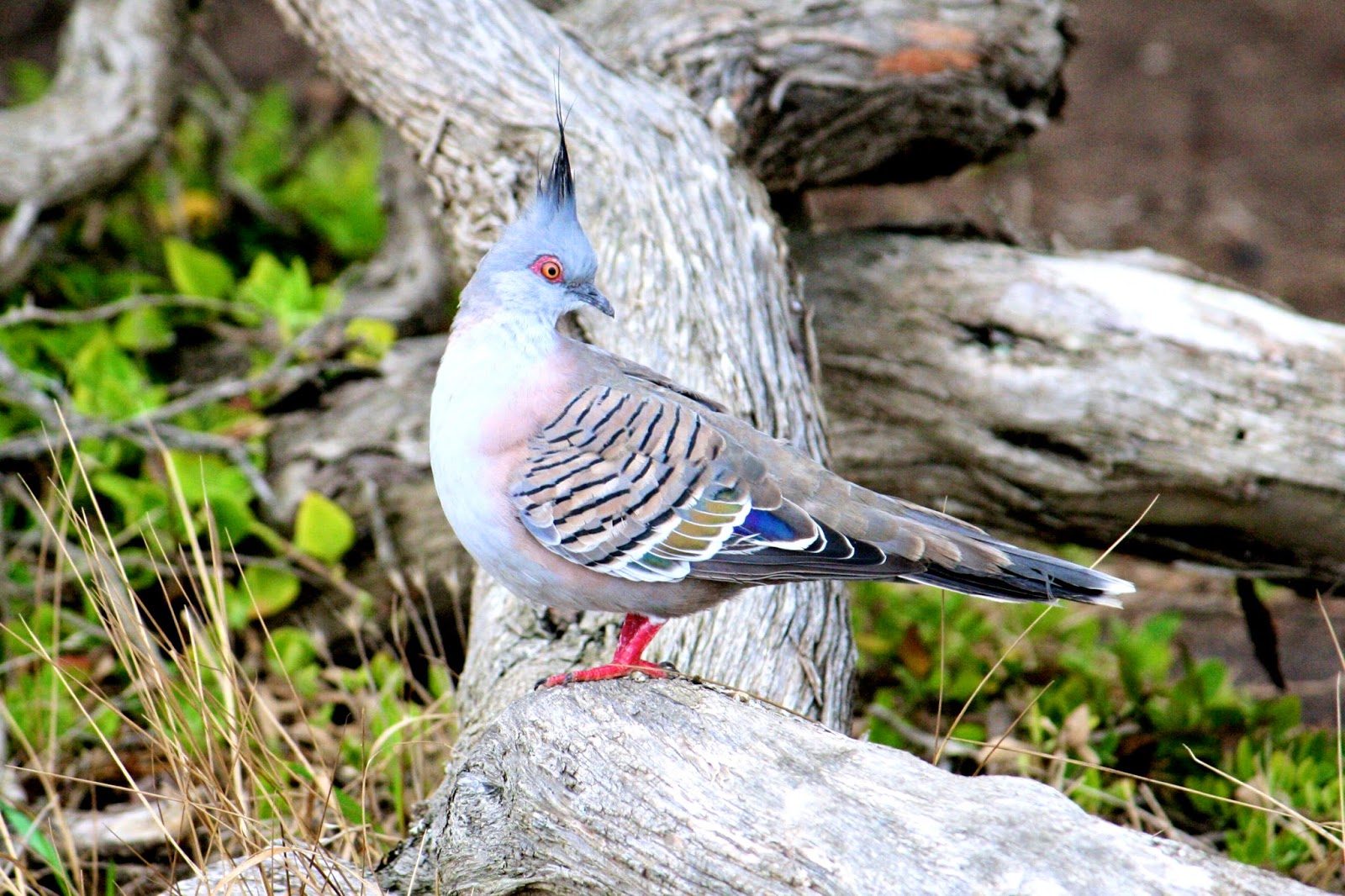 Take On Takapuna March 2014