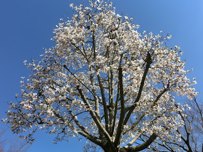 鎌倉 長谷寺のコブシ