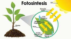 fotosintesios