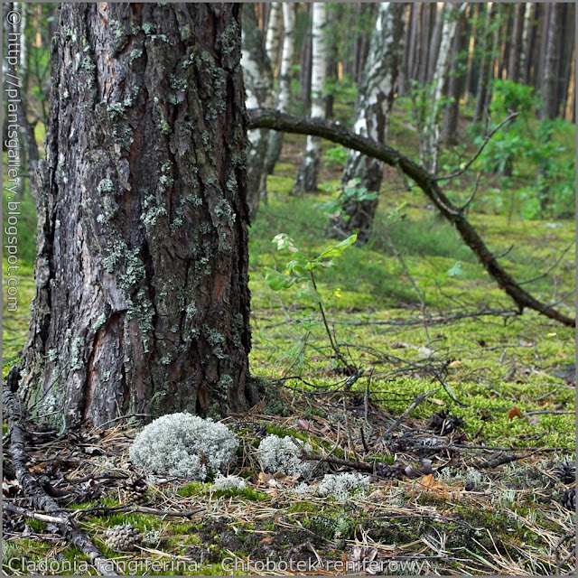 Cladonia rangiferina habitat - Chrobotek reniferowy środowisko