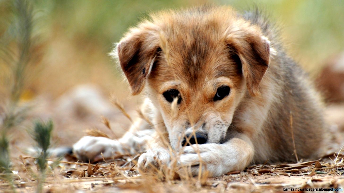 Sad Puppy Dog Images