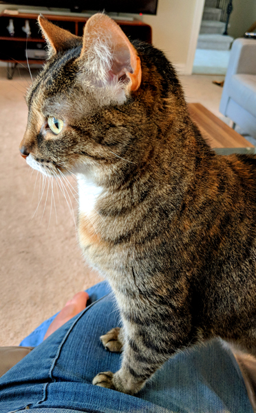 image of Sophie the Torbie Cat standing on my leg, looking out the window