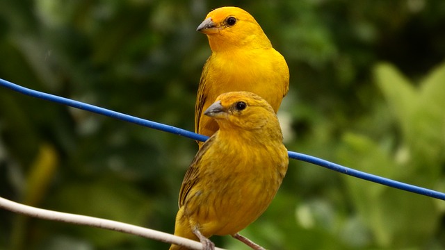22 Jenis Burung Kicau  Lengkap Beserta Foto dan Namanya 