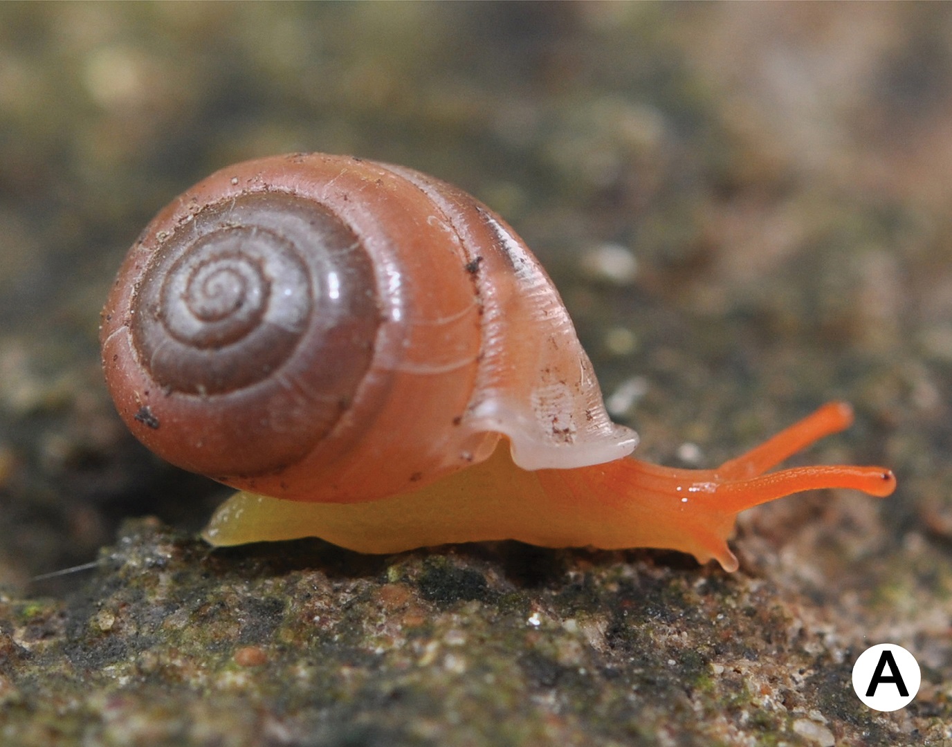 сухопутные моллюски. ориониды брюхоногие. биология 7 класс класс брюхоногие. брюхоногие асимметричные. легочные брюхоногие моллюски.