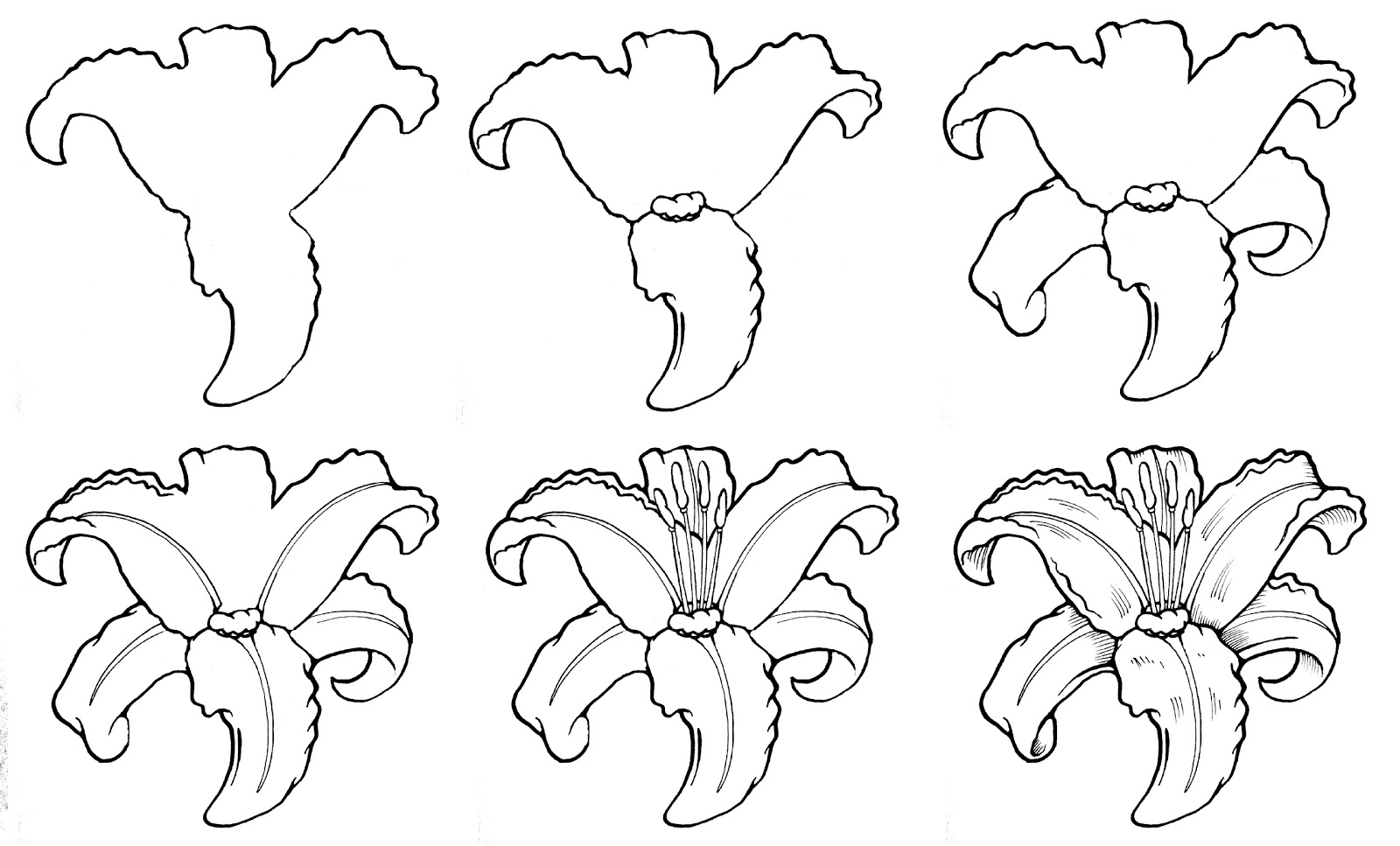 flower drawing on Pinterest Step By Step Drawing, Step