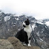 Hiker Lost in Swiss Alps is Guided Back to Town by This Adorable Cat