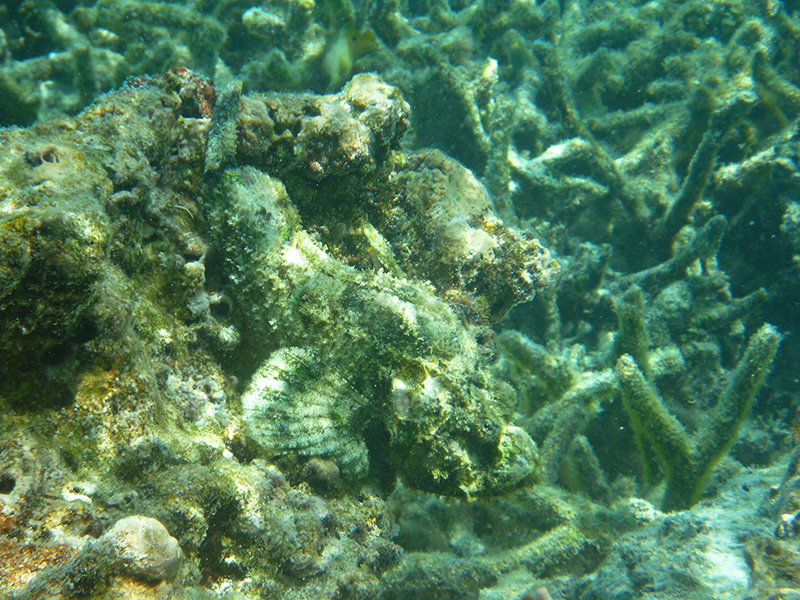 Stone Fish Rarotonga The Adventures of S/V Silhouette: Snorkeling Tonga