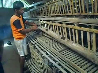 Lowongan Kerja Tenaga Ayam di candimulyo magelang by lokermagelangan
