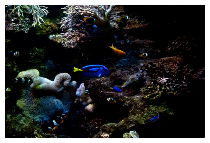 Wallpapers Background: Sea life Wallpapers