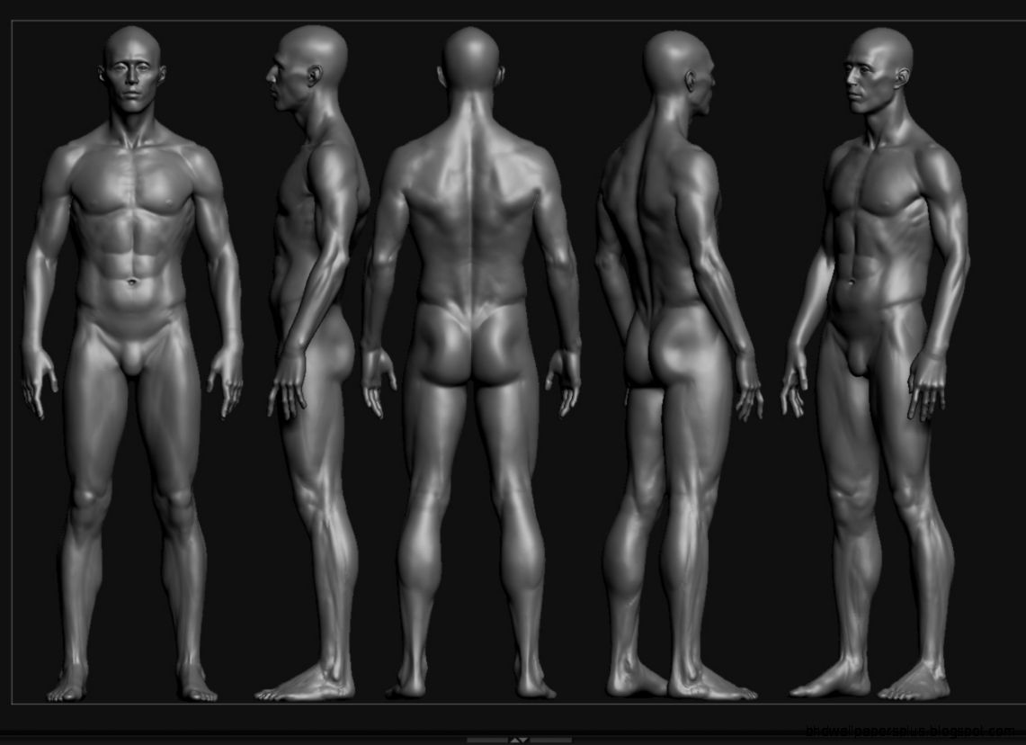 Male Anatomy Study  UArtsy