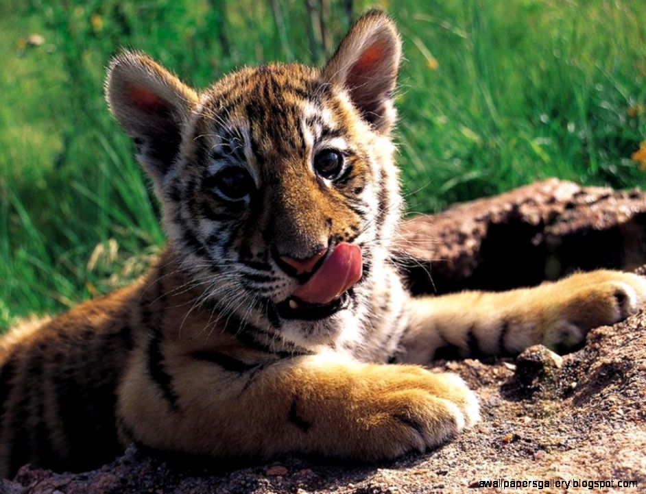 Cute Baby Tigers 10741 Hd Wallpapers in Animals