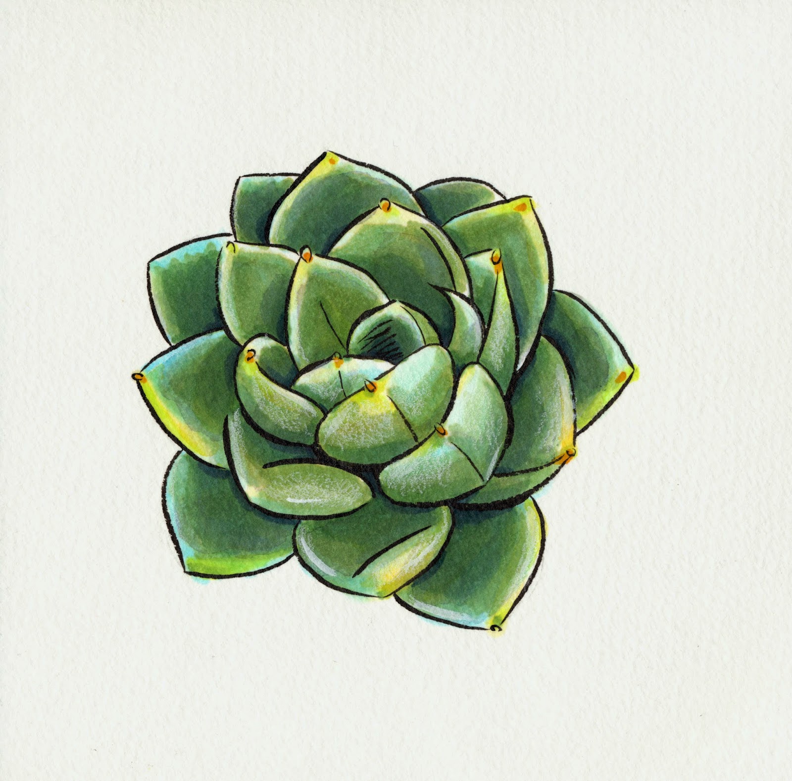 Teeny Tiny Cacti- Succulent Illustrations in Copic and 