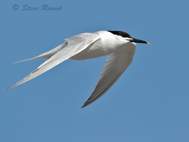 sandwich tern, seabird, bird, nature, wildlife