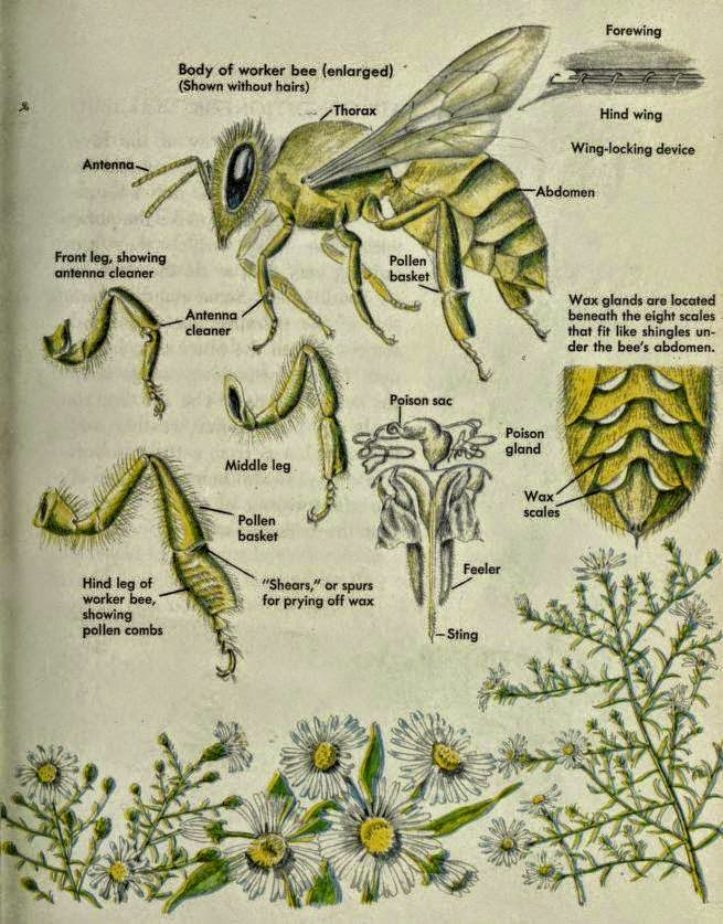 Posters: Clasificación, labores y anatomía de las abejas en ingles - Posters: Classification, work and anatomy of bees in english.