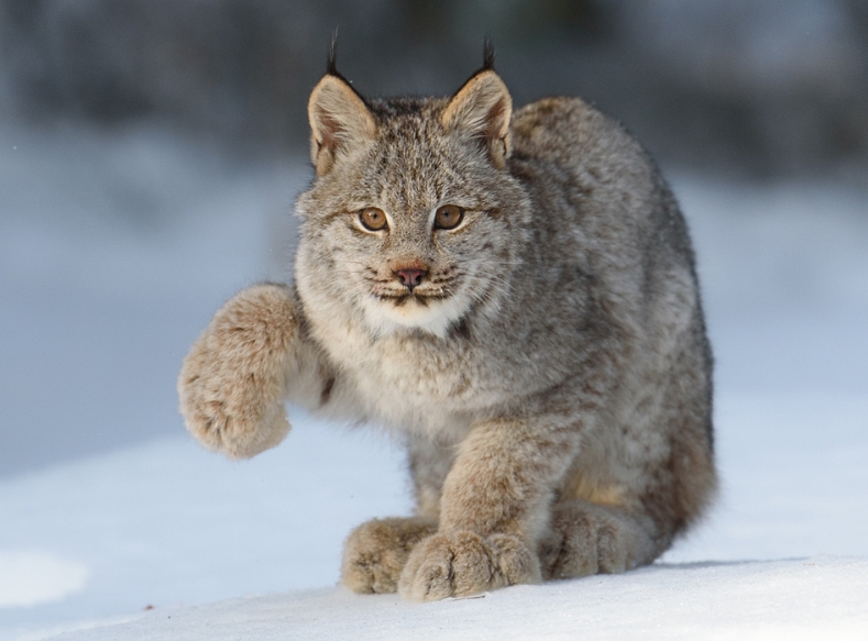 White Wolf Canadian Lynx And Their Amazing Big Paws (14 Pics)
