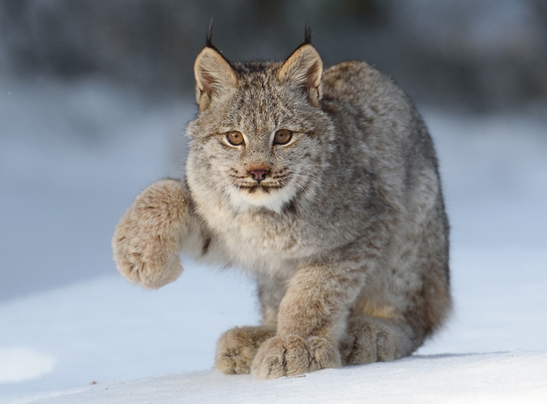 White Wolf : Canadian Lynx And Their Amazing Big Paws (14 Pics)
