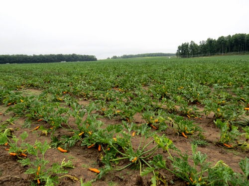 orange zucchini field