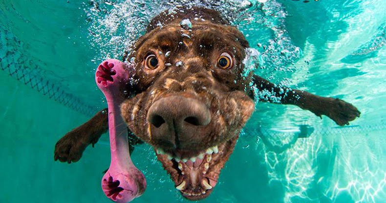 Fotos bajo el agua de perros atrapando sus pelotas - POP-PICTURE