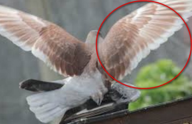 Jenis Sayap Merpati Tinggian Yang Bagus