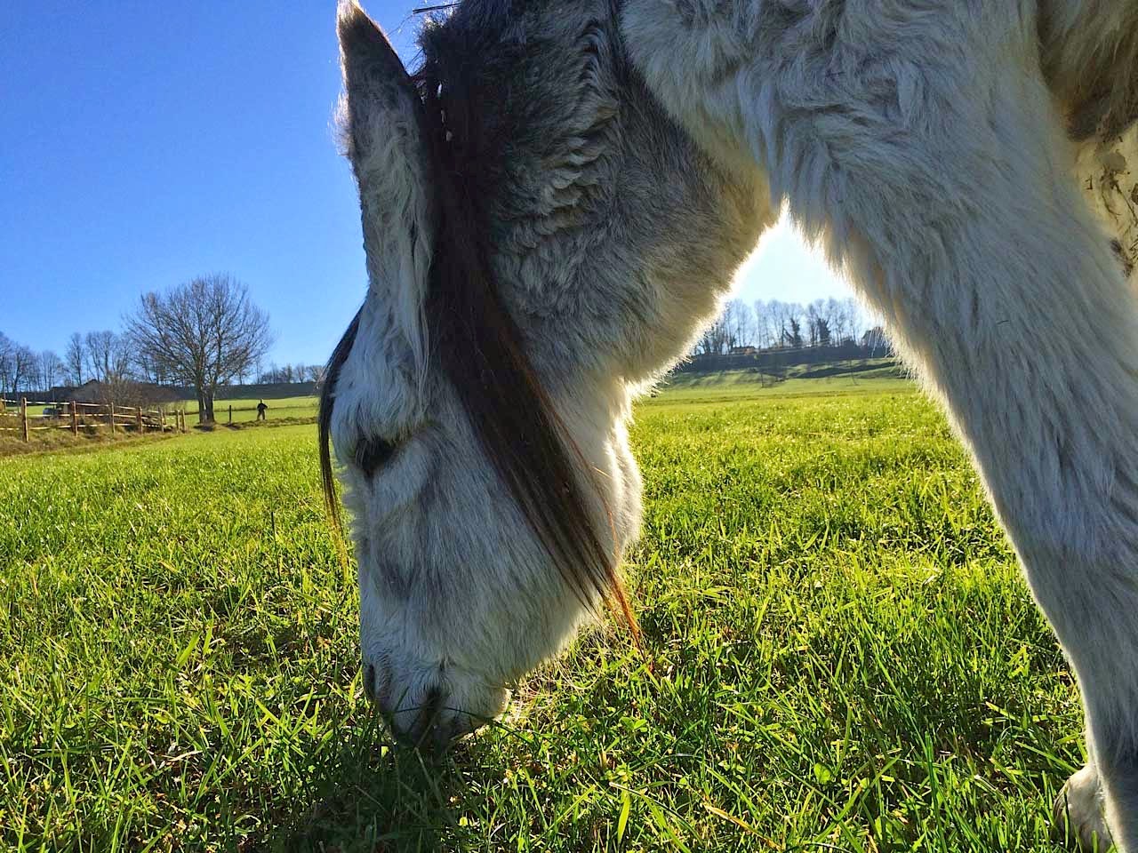 Familienausfluge Mit Kindern Im Allgau