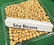 Soy Beans - Good Source of Protein