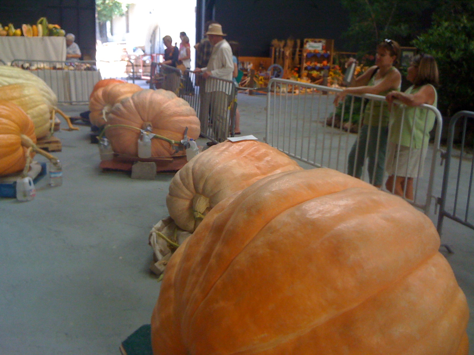 Photos from the National Heirloom Exhibition Root Simple