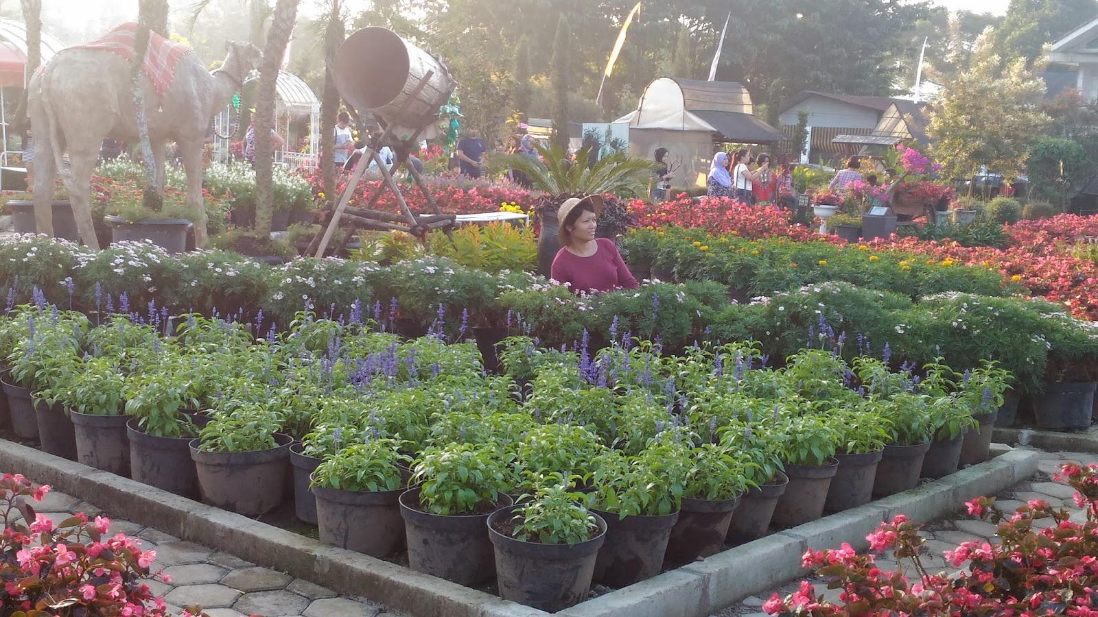 Catatan sederhana Wisata Bunga  di Taman Begonia  Lembang