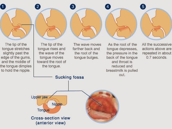 Newborn Bad Latch Pictures Kellymom Latch 2025