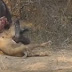 Βούβαλος σκοτώνει γέρικο λιοντάρι σε μία επική μάχη (βίντεο).