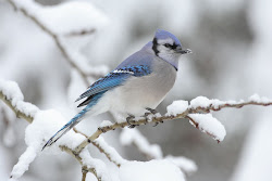 jay birds jays wild bird bluey flying branch toronto snowy