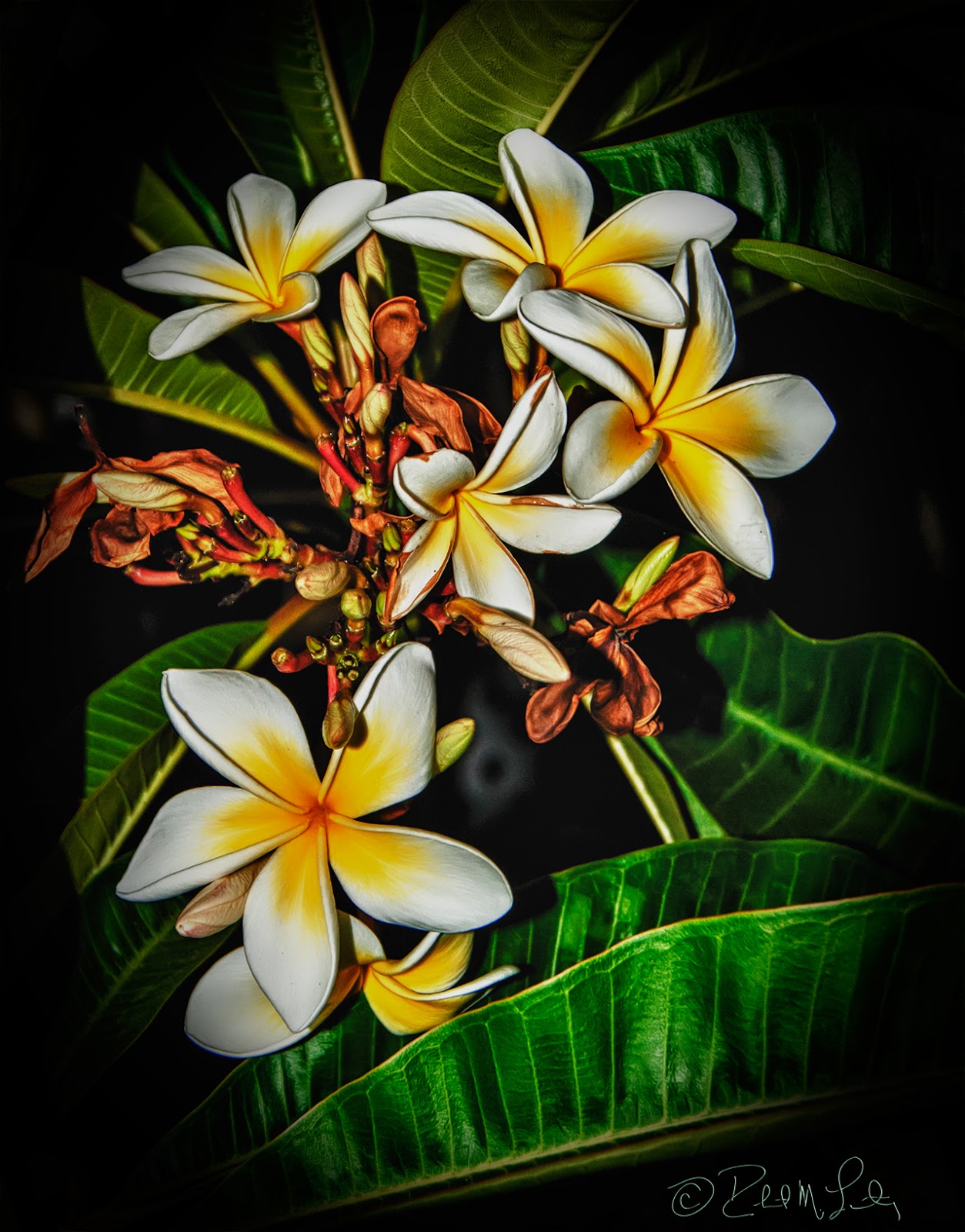 Robert M. Lantry's Photo Art PLUMERIA (my parent's back yard in San Diego)