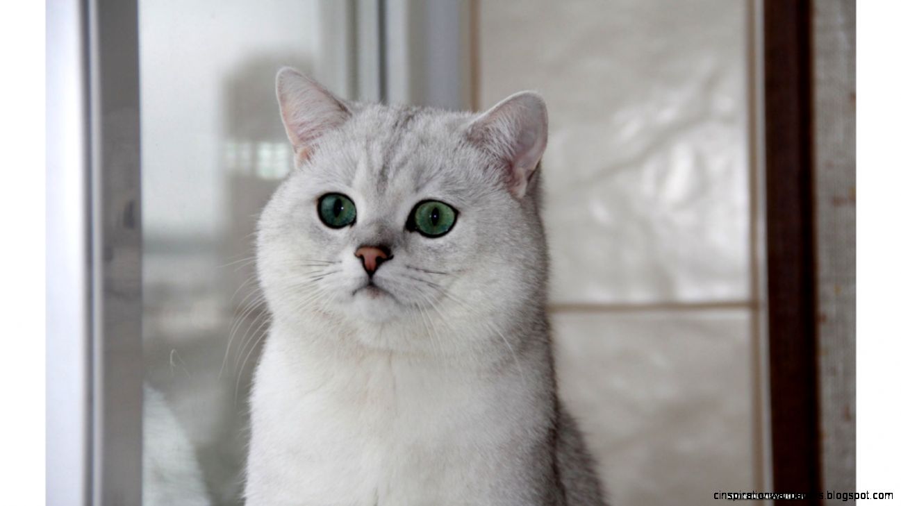 Description Download Free British Shorthair Cat wallpaperdesktop