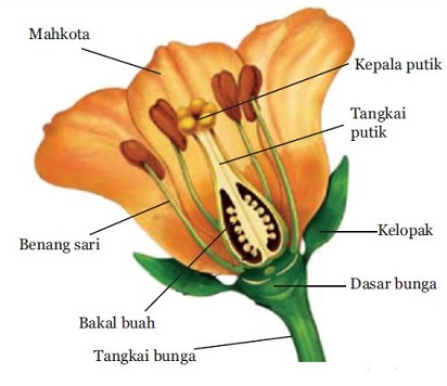 Klasifikasinya dan Struktur Bunga  Kembang Sepatu Macam 