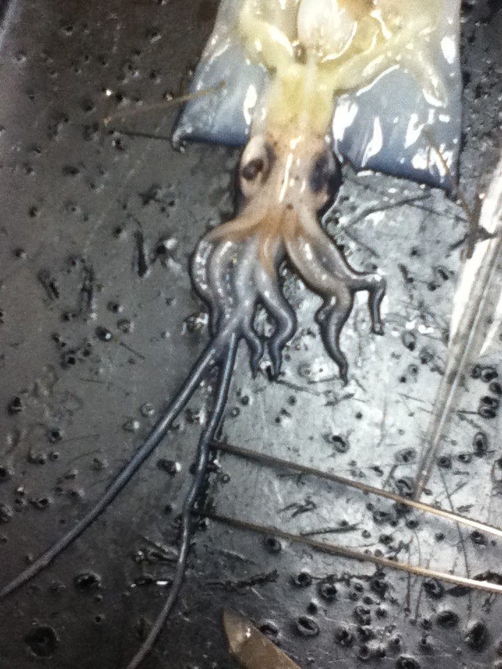 Gabi Biology 11: Squid Dissection