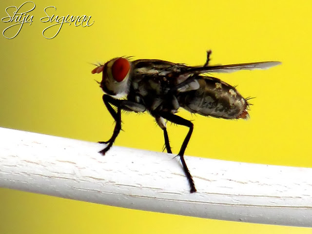 Cranium Bolts: Female Housefly