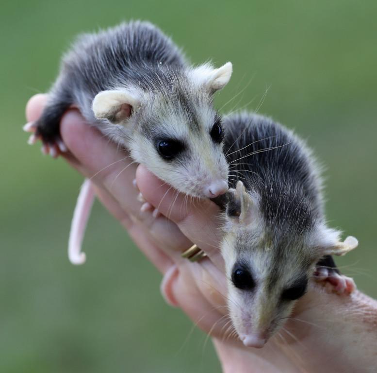Ohio Birds and Biodiversity Virginia Opossum infants