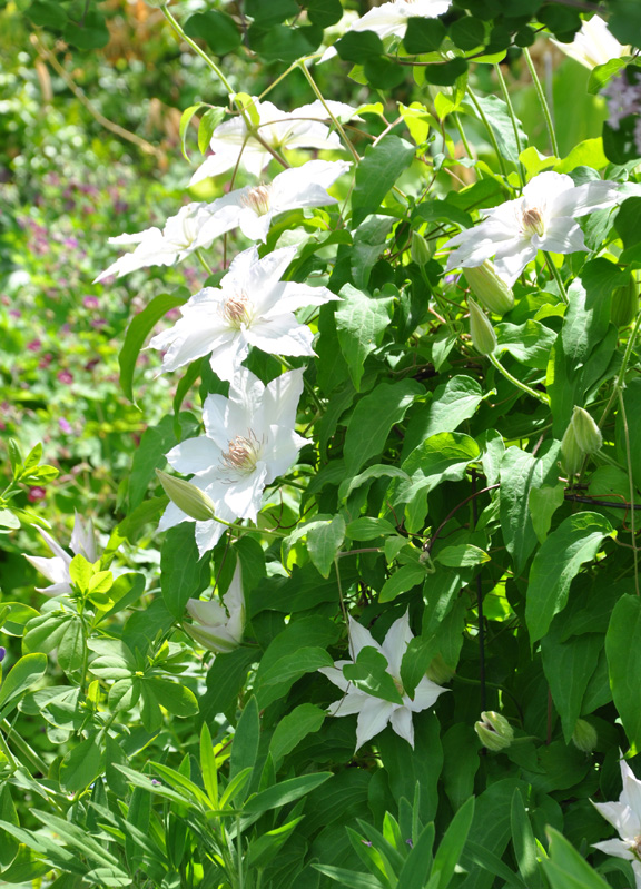Three Dogs in a Garden Clematis What's new + Planting, Support & Pruning