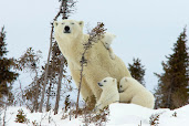 #16 Polar Bear Wallpaper