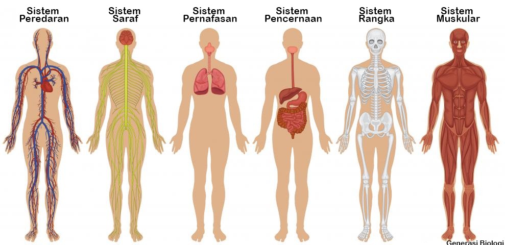 Sistem organ terbentuk dari kumpulan organ dengan fungsi tertentu di bawah ini kelompok organ pencer