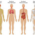 Sistem Organ pada Manusia (Lengkap), Organ Systems in Humans.