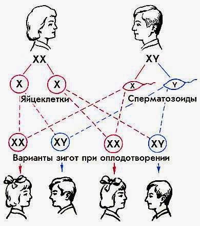 Родила царица в ночь...