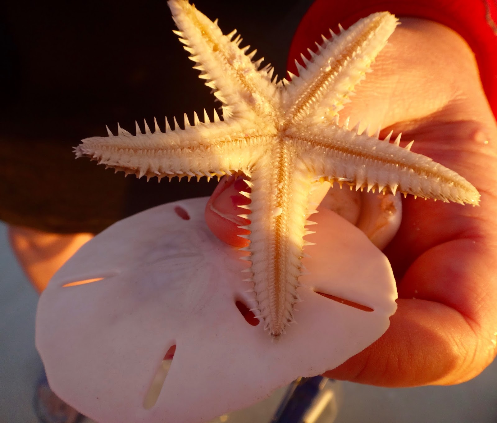 starfish and sand dollar