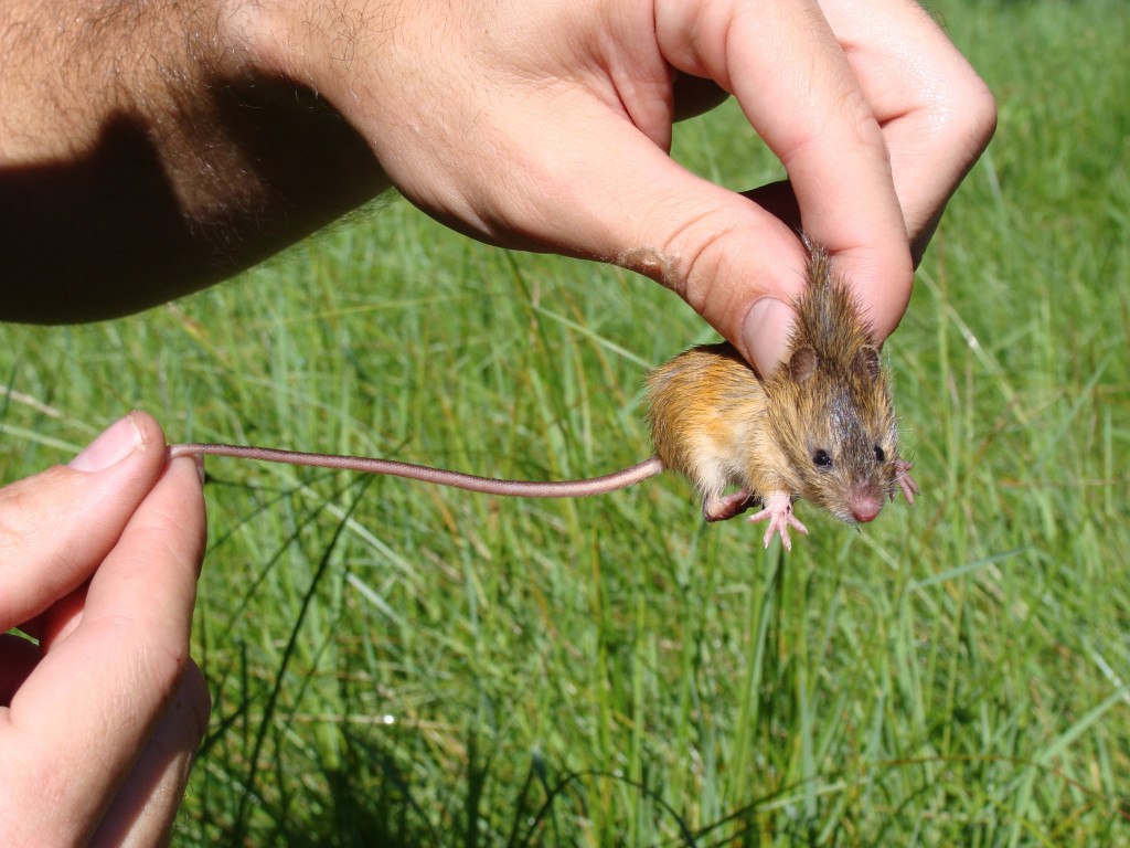 THE WESTERNER County discusses meadow jumping mouse habitat