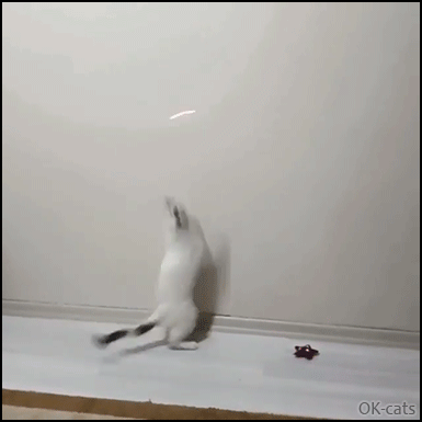 Hilarious Cat GIF • Crazy cat chasing the red dot on wall.High jumper doing an infinite loop! Hilarious Cat GIF • Crazy cat chasing the red dot on wall.High jumper doing an infinite loop!