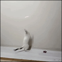 Hilarious Cat GIF • Crazy cat chasing the red dot on wall.High jumper doing an infinite loop!