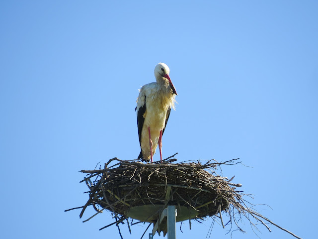 White Stork - Portugal