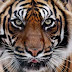 Tiger kills two women in Nepal