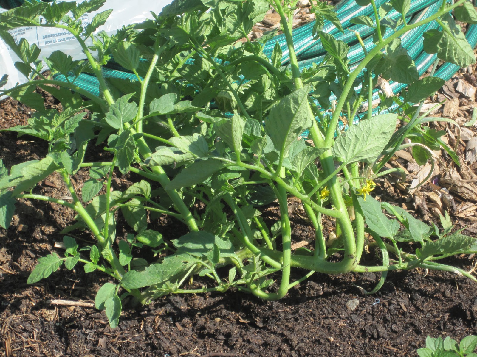 From Seed to Scrumptious Creating New Tomato Plants