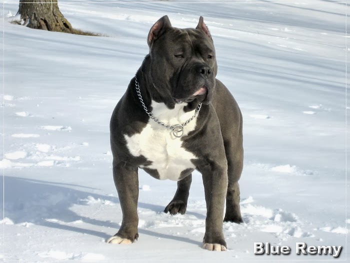 KÖPEK CİNSLERİ pitbull , pitbull türleri