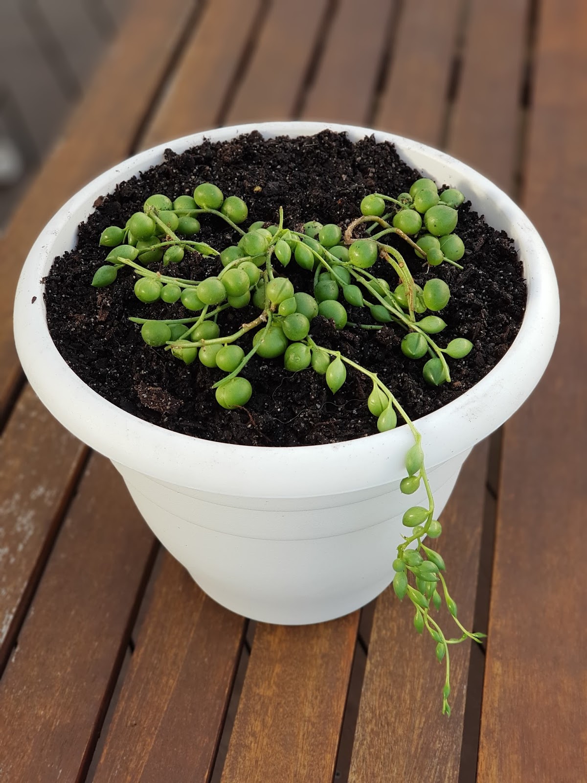 String of Pearls A Sad Story About Root Rot.